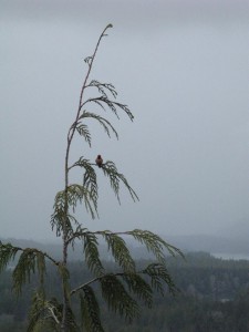 One of the few living beings I met on the road to Tofino.